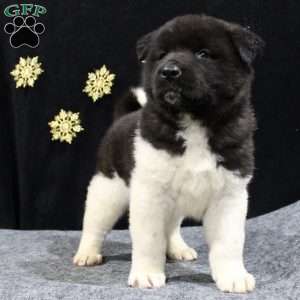 Cooper, Akita Puppy